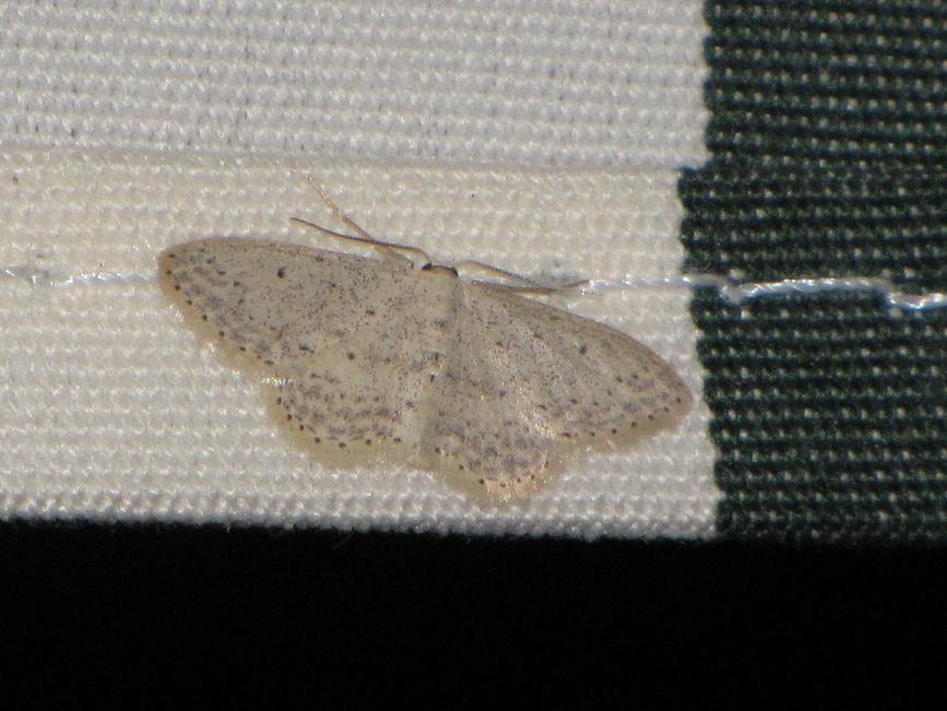 Da id - Idaea seriata